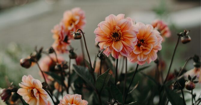 Individual counselling